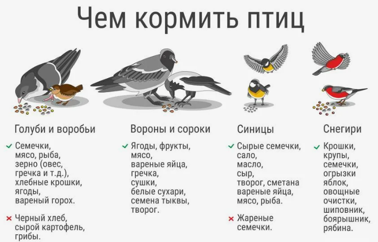 Вот чем можно кормить птиц