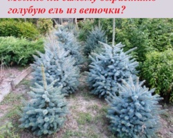 Можно ли самому вырастить голубую ель из веточки: способы размножения в домашних условиях, советы по уходу за черенками