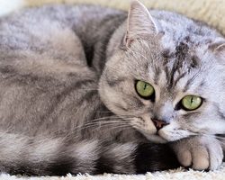 Можно ли кошку похоронить на человеческом кладбище рядом с хозяином? Почему нельзя хоронить кошек возле своего дома?