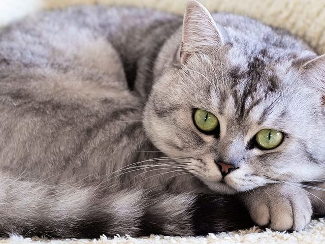 Можно ли кошку похоронить на человеческом кладбище рядом с хозяином? Почему нельзя хоронить кошек возле своего дома?