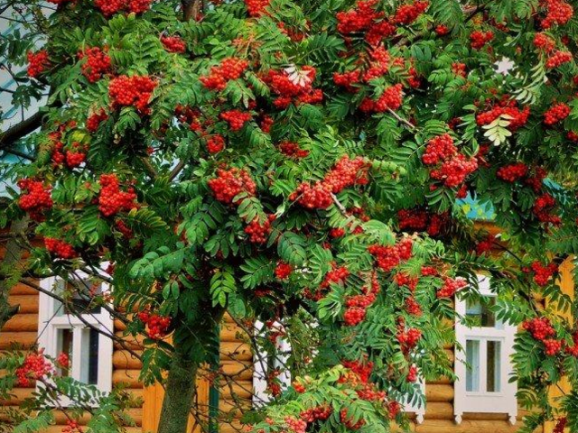 Что лучше посадить около дома из деревьев? Можно ли посадить на участке, во дворе, возле дома рябину, жасмин, лиственницу, ольху, осину, клен? Какие плодовые деревья нужно иметь на участке?