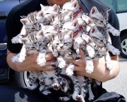 Проверенные шепотки на продажу животных, щенков, котят