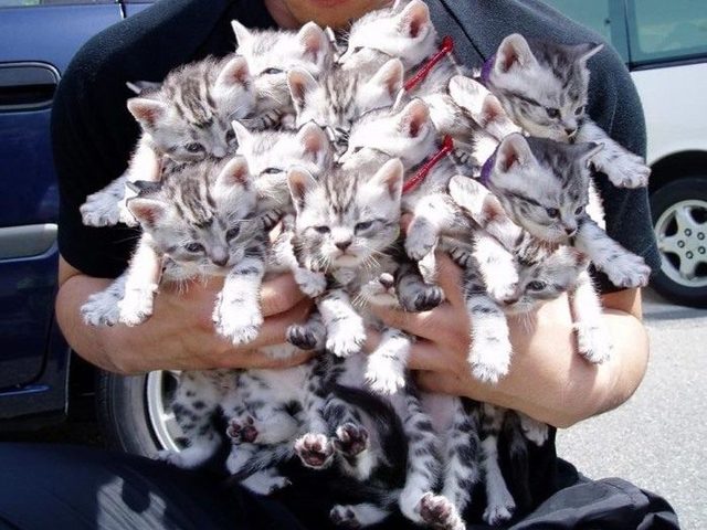 Проверенные шепотки на продажу животных, щенков, котят