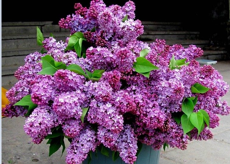 Букет сирени
