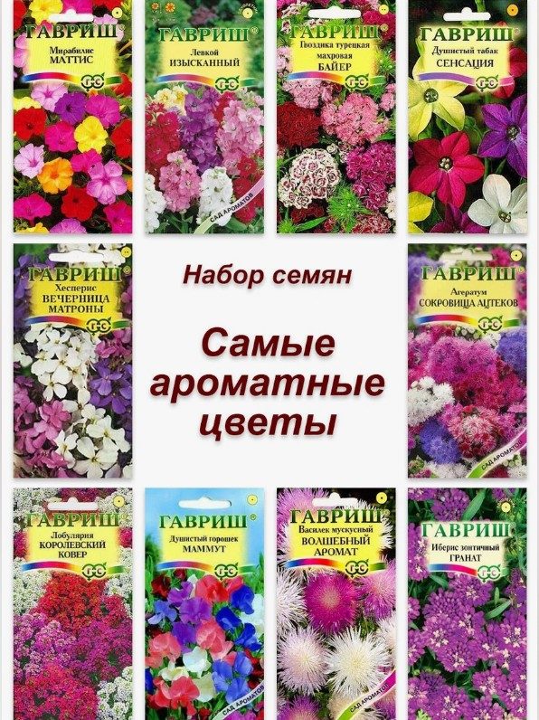 Самые ароматные цветы