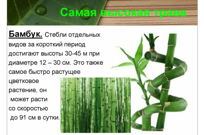 Стебель бамбука