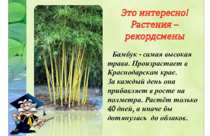 Растение бамбук: интересные факты