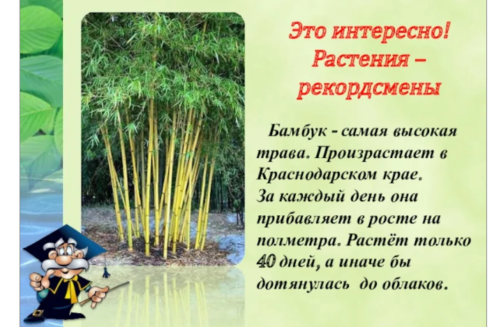Растение бамбук: интересные факты