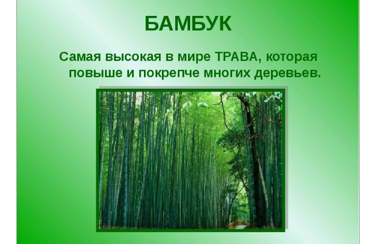 Бамбук