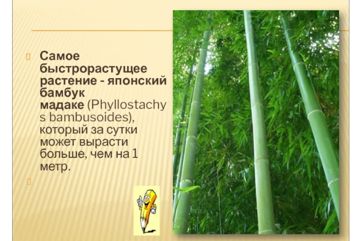 Бамбук