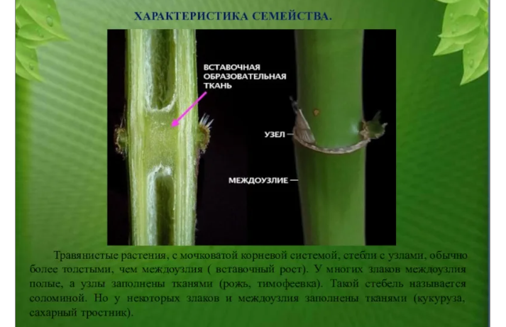 Бамбук