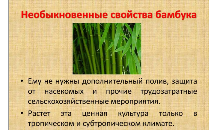 Необыкновенные свойства бамбука