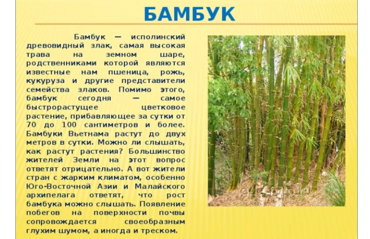 Бамбук