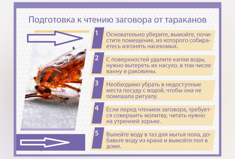Подготовка к заговору от тараканов