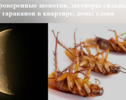 Проверенные шепотки, заговоры сильные от тараканов в квартире, доме: слова