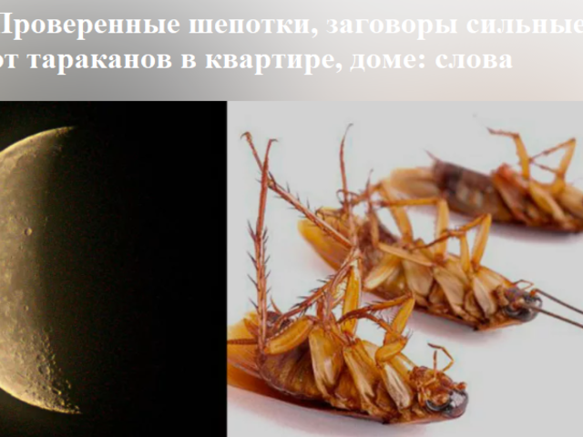 Проверенные шепотки, заговоры сильные от тараканов в квартире, доме: слова