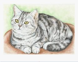 Почему кошка мяукает по ночам: приметы, суеверия