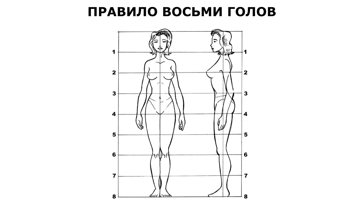 Пропорции тела