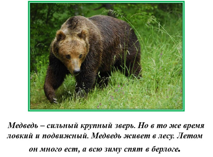 Медведь
