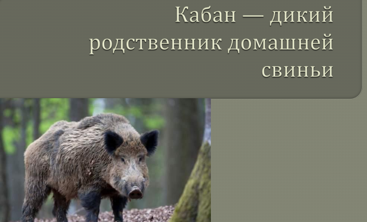 Дикий кабан