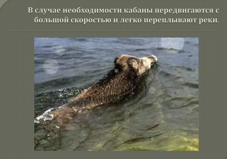 Дикий кабан