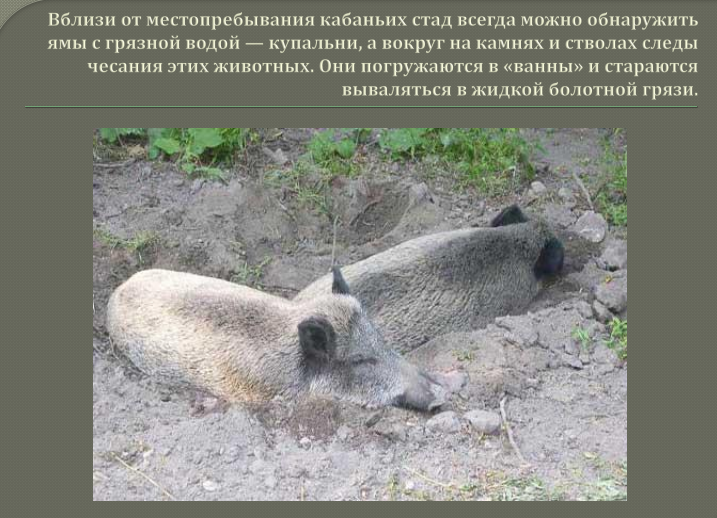 Дикий кабан