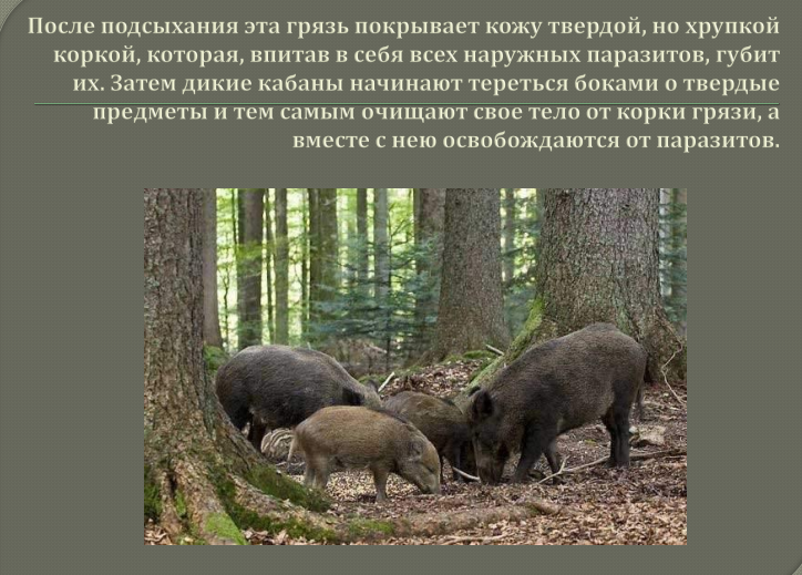 Дикий кабан