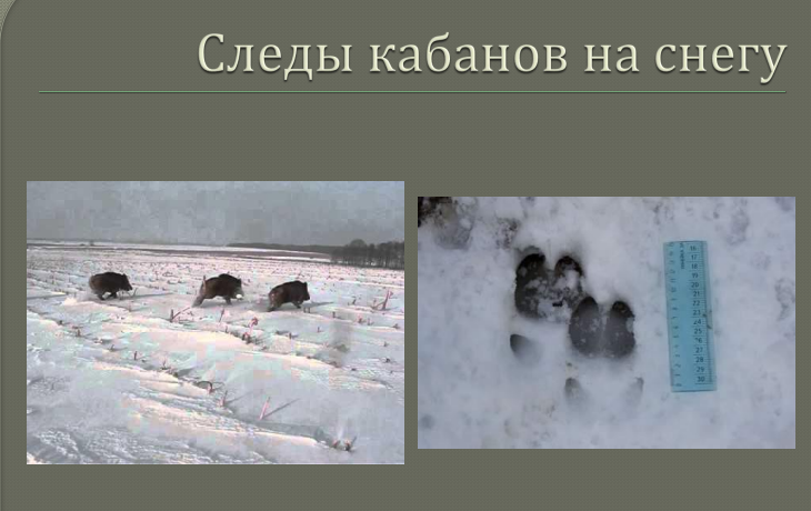 Дикий кабан