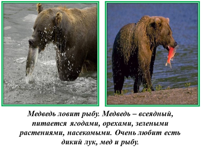 Медведь