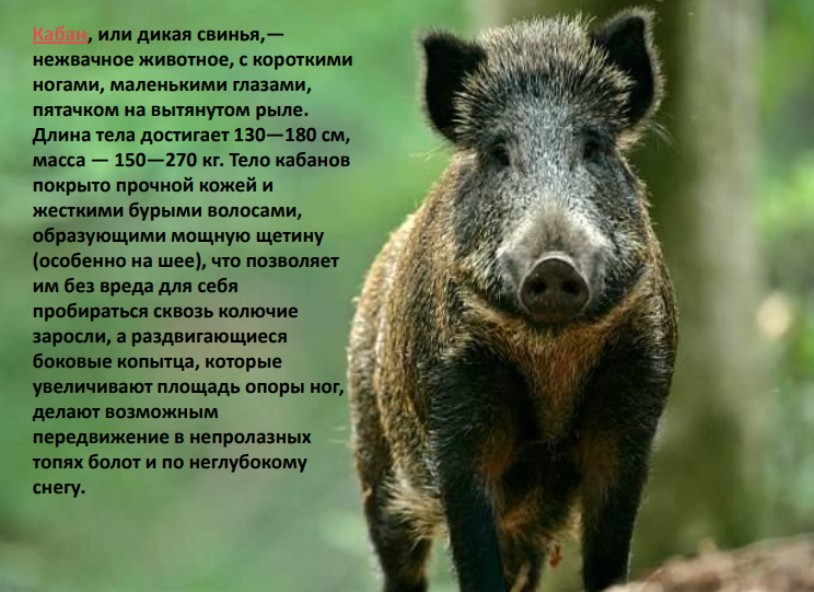 Дикий кабан