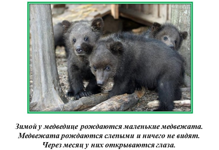 Медвежата
