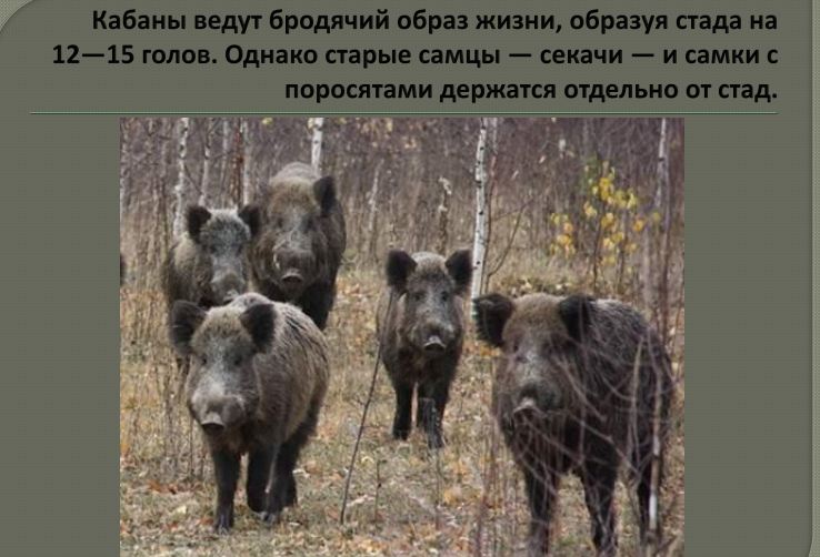 Дикий кабан