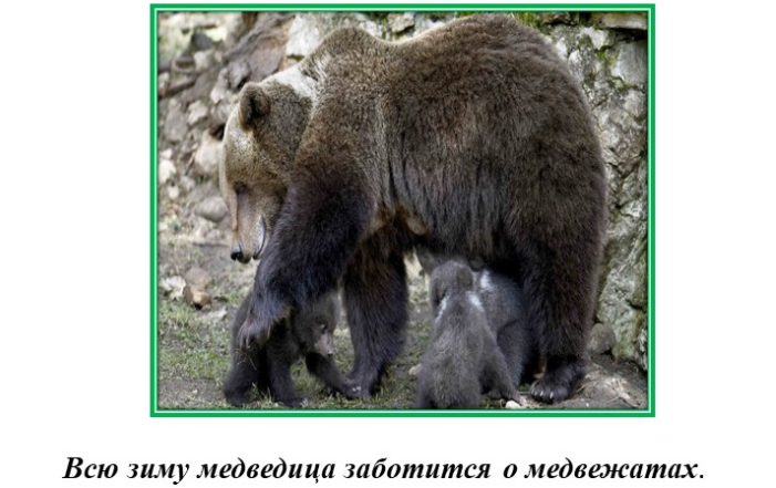 Медведица с медвежатами