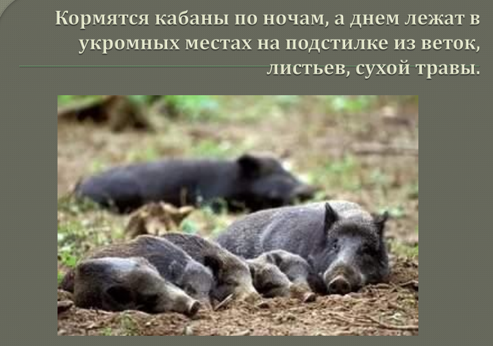 Дикий кабан
