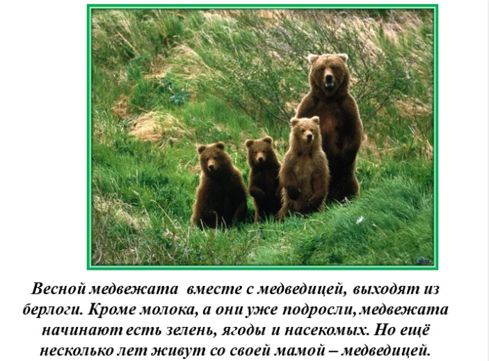 Медведица с медвежатами