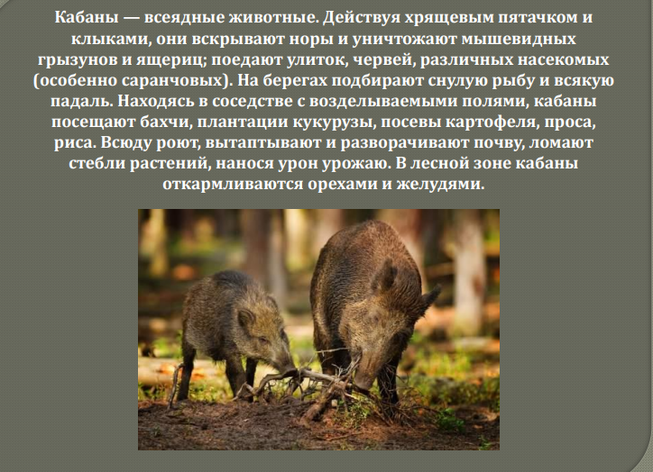 Дикий кабан