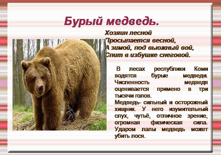 Бурый медведь