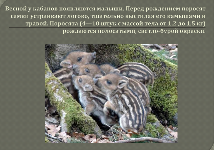 Детеныши дикого кабана