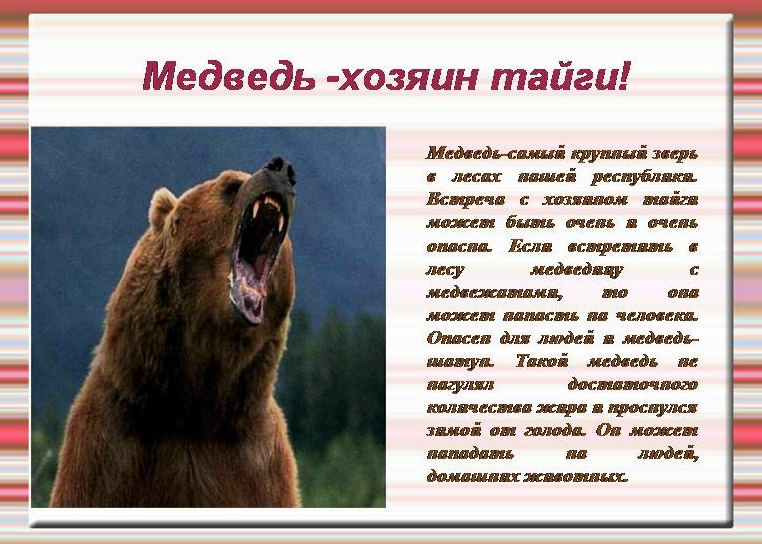 Медведь