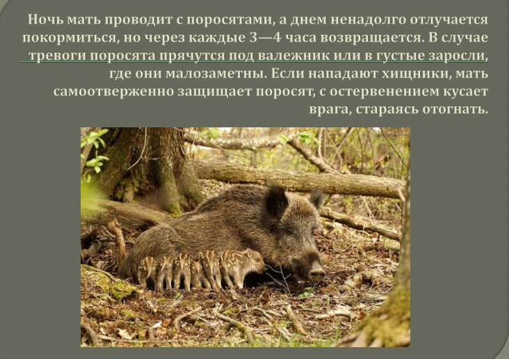 Дикий кабан с поросятами