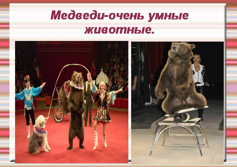 Медведи