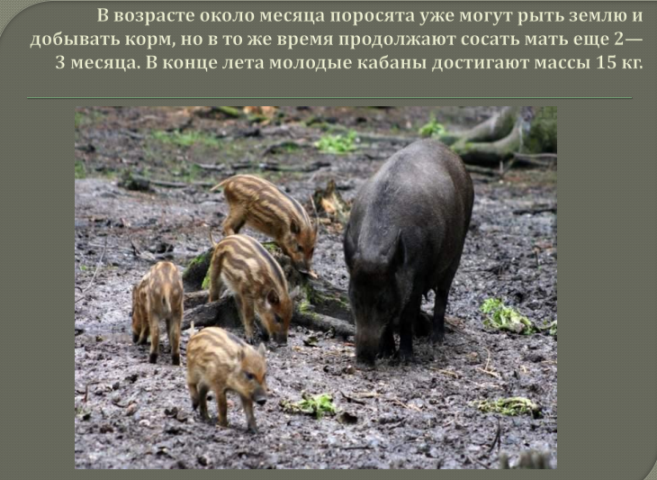 Дикий кабан с поросятами