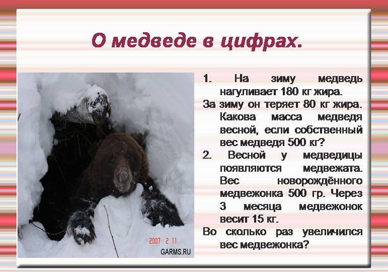 Медведи