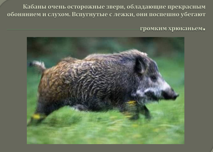 Дикий кабан