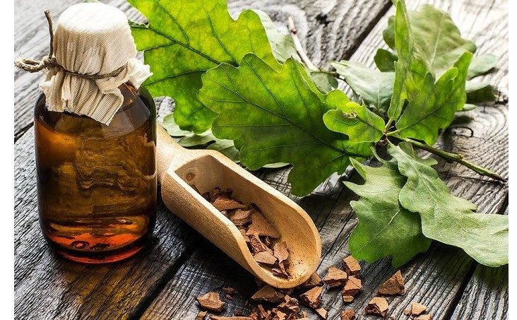 Кора дуба используется в медицине