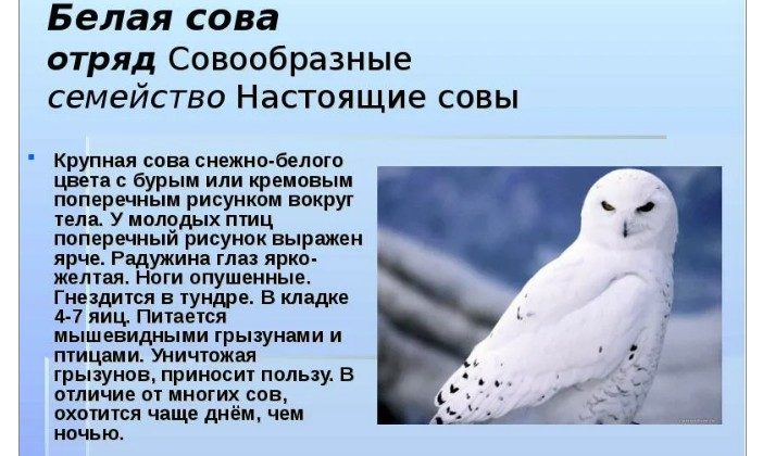 Краткое описание — птицы белые совы