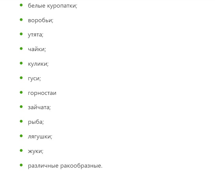 Добыча белой совы