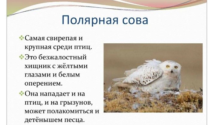 Фото белой совы