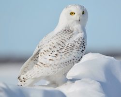 Краткое описание — птицы белые совы: Окружающий мир, 4 класс