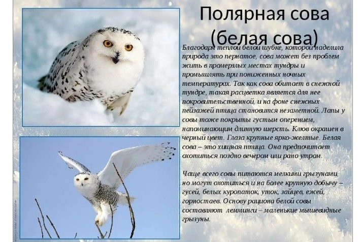 Фото белой совы
